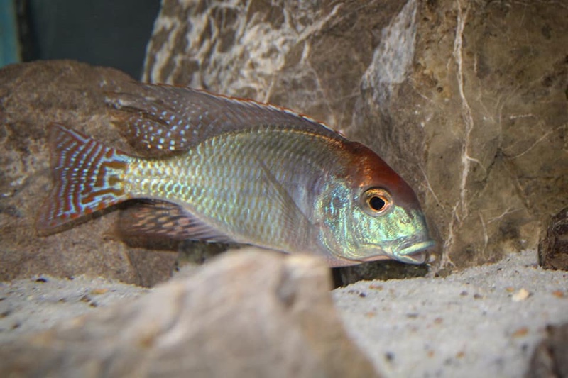 Lethrinops sp. 'red cap' Itungi